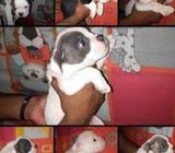 American Bully Puppies