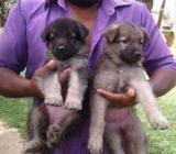 Lion Shepherd Puppy