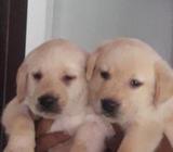 Kasl Labrador Puppies