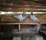 Pakistani Pigeons