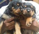 Rottweilers Puppies