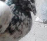 Black Pakistan Pigeon