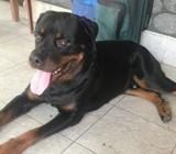 KASL Rottweiler Dog for Crossing