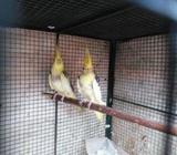 Cockatiel Bird with Cage