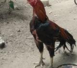 Parrot Beak Rooster