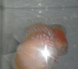 Discus Fish