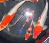 Koi Carps (Kohaku