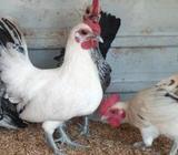 Bantam Black Tails