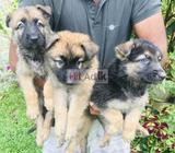 lion german shepherd puppies