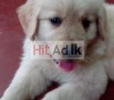 golden retrieve puppy for sale