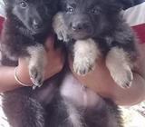 Lion Shepherd Pups