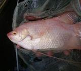 Jam Gourami Fish