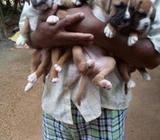 Boxer Puppies