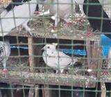 Pigeons