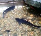 Catfish 1.5FT