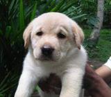 Labrador (ලැබ්‍රඩෝ) Puppies