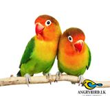 AFRICAN LOVEBIRD - GREEN FISHER