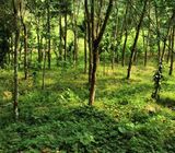 Rubber land for sale in Deraniyagala - දැරණියගල නගරයේ අක්කර 4.75ක රබර් ඉඩමක් විකිණීමට