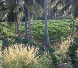 Coconut/Mango estate