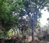 80 Perches Land for Sale in Nakulugama, Matara.