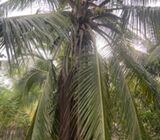 Coconut Land for Sale - Thannamunai Batticaloa