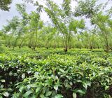 Nearly 3 Acres Tea Cultivated Multipurpose Land for Sale in Avissawella.