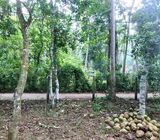 16.5 Perch Residential Land for Sale – Yatiyana, Katunayake