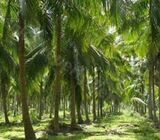 coconut land for sale in puttalam