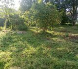 Land for sale in Pallekale