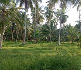 BARGAIN LAND FOR WAREHOUSE FACTORY WITH WIDE ROAD SALE KATUNAYAKE MINUWANGODA